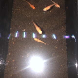 ☆メダカ☆