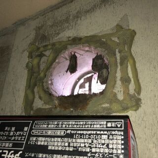 【広島】格安コウモリ駆除専門業者　～国家資格保有のプロスタッフご訪問～ - 害虫/害獣駆除