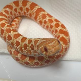 爬虫類、蛇好きさん、生き物好きさんと - 名古屋市