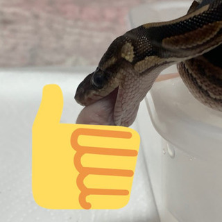爬虫類、蛇好きさん、生き物好きさんと