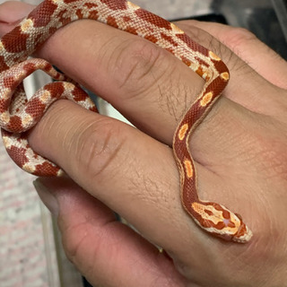 爬虫類、蛇好きさん、生き物好きさんと - 友達