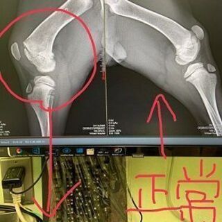 七海ちゃん里親決定 - 里親募集