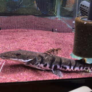 タイガーシャベルノーズキャット