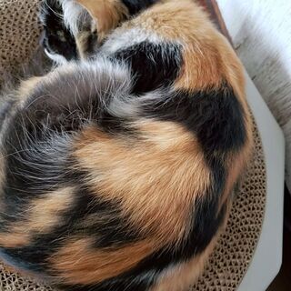 里親さん募集 − 宮城県