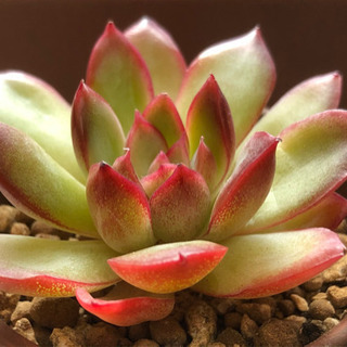 多肉植物　思い出露