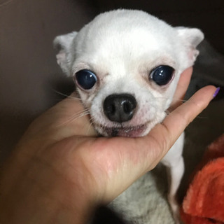 チワワ　7歳　お話中 - 広島市