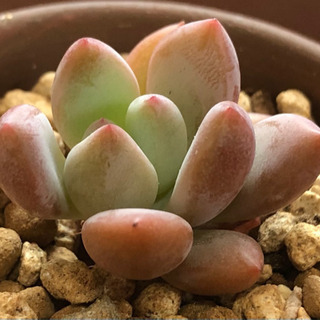多肉植物　オパリナ