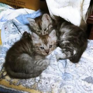 ふわふわコロコロの子猫②