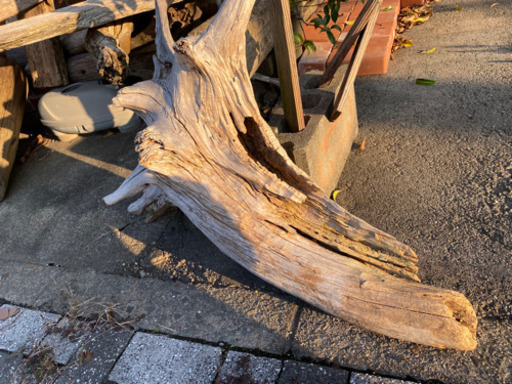 完全アク抜き…巨大流木（希少）