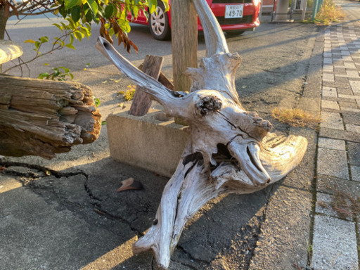 完全アク抜き…巨大流木（希少）