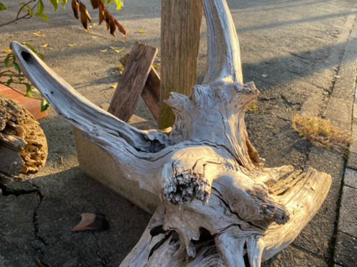 完全アク抜き…巨大流木（希少）