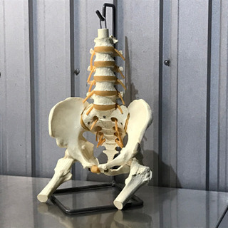 格安で！坐骨の模型◇背骨◇人骨◇人体模型◇高さ44cm