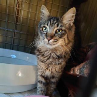 子猫から成猫まで、里親募集中！