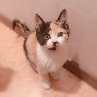 ちっちゃな三毛ちゃん2