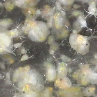 オオミジンコ単品（500匹程度）の画像