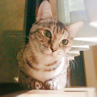 サバ柄美猫(譲渡決定！)