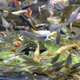 グッピー メスオス １０ペア  の画像