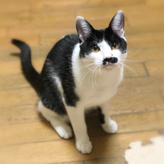 ダンディなお髭の男の子
