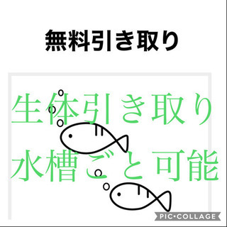 飼いきれなくなった生体　水槽、その他関連用品など…無料で引き取り...