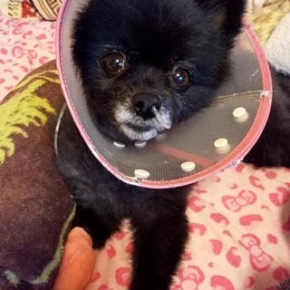 輸血犬ドナー