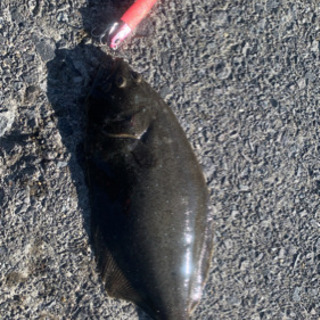 釣り仲間募集🎣