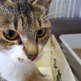 保護猫あくびちゃん（譲渡成立致しました） - 里親募集