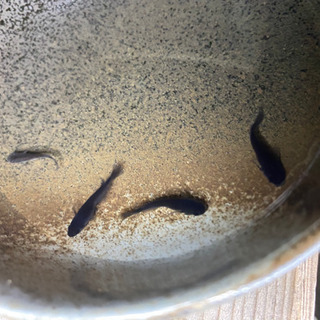 オロチ　成魚5匹　【バラ売りも可】