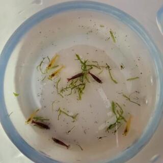 チェリーシュリンプ　エビの画像
