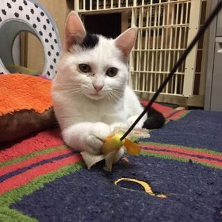 猫の里親募集
