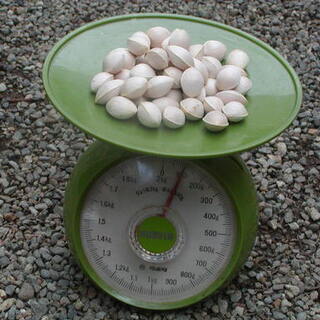 銀杏　残り3kgの画像