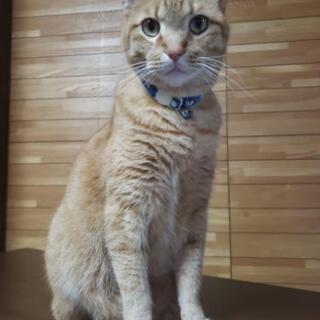 スカイくん　雄猫5才　去勢、前爪除去済