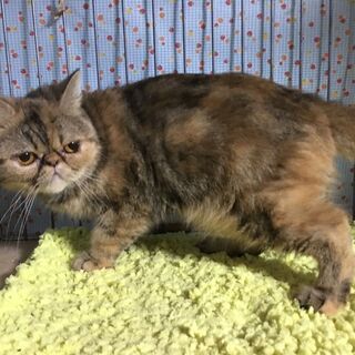 エキゾチックショートヘア　ひよりちゃん - 猫