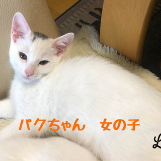 仲良し5匹兄妹の妹です