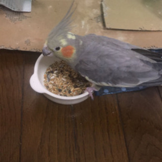 受付終了 オカメインコ 2羽