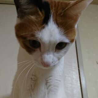 人馴れ抱っこOK！ハート模様の美人ちゃん2才