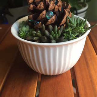 【取引中】多肉植物 寄せ植え ② 雨上がり