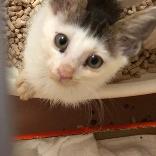 【お見合い決まりました♪】魅力的な顔の子猫