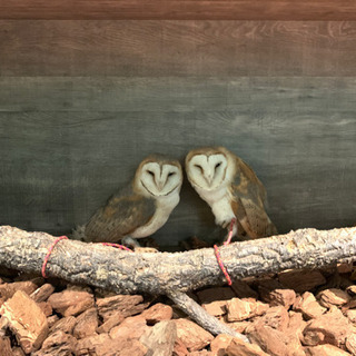 ふくろうカフェ&バーの店長さん