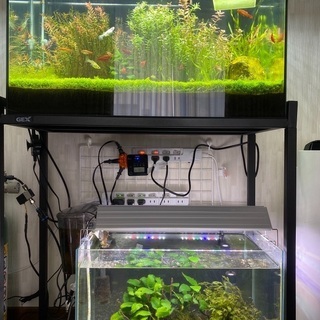 熱帯魚等欲しい方( ¨̮  一時中止中