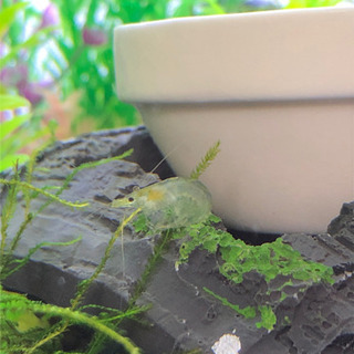 今月中で受付終了します ミナミヌマエビ ヒメタニシ 浮き草 ソイル
