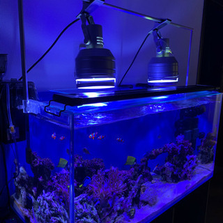 海水魚水槽　90センチ