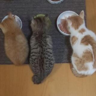 【受け付け停止】♂3ヶ月の男の子♂子猫3兄弟の里親様募集！！の画像