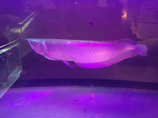 シルバーアロワナ40センチ