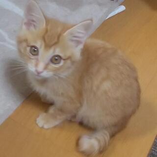 【受け付け停止】♂3ヶ月の男の子♂子猫3兄弟の里親様募集！！ − 茨城県