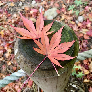 私のお出かけスポット・私の癒しの場など、出かけるのが好きでいろい...