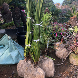 ドラセナ　緑の画像