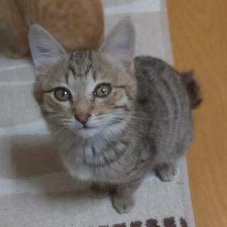 【受け付け停止】♂3ヶ月の男の子♂子猫3兄弟の里親様募集！！ - 猫