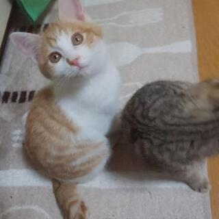 【受け付け停止】♂3ヶ月の男の子♂子猫3兄弟の里親様募集！！ - 水戸市