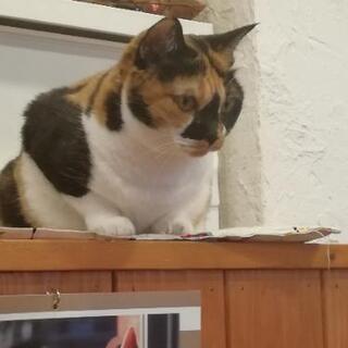 ワンコインおしゃべり会