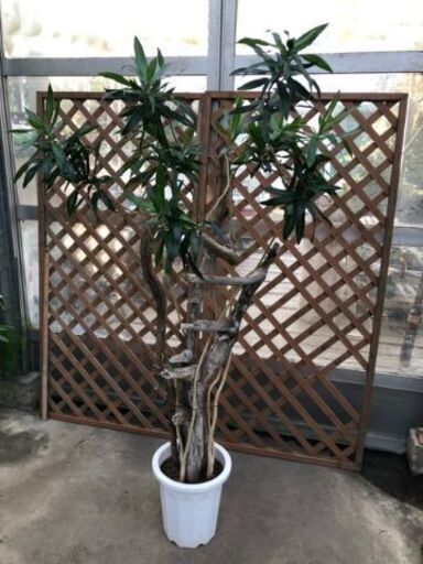 ソングオブジャマイカ流木仕立て 一品物、最終価格！